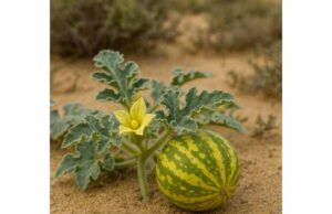 Utadgan (Citrullus colocynthis): Key Ingredients, Traditional Uses, Side Effects, and Safety Learn utadgan benefits, key compounds, traditional uses, and serious side effects, with a clear guide to safety, toxicity, and why caution comes first.