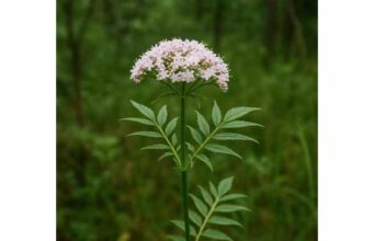 Valerian (Valeriana officinalis): Sleep Benefits, Active Compounds, Dosage, and Side Effects Learn valerian benefits for sleep and mild nervous tension, plus active compounds, dosage, side effects, and how to choose a better valerian product.