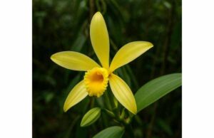 Vanilla: Medicinal Properties, Health Benefits, Practical Uses, Dosage, and Safety Guide Learn vanilla’s potential health benefits, active compounds, practical uses, dosage, and safety, from digestive comfort to antioxidant support.