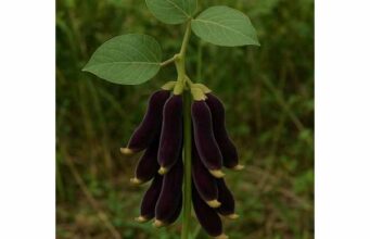 Velvet Bean (Mucuna pruriens): L-DOPA Benefits, Traditional Uses, Dosage, and Risks Learn velvet bean benefits, L-DOPA effects, fertility and libido support, dosage, and key risks, including interactions and side effects.