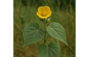 Velvet Leaf (Abutilon theophrasti): Medicinal Properties, Traditional Uses, Dosage, and Safety Guide Learn velvet leaf’s traditional uses, soothing and anti-inflammatory properties, potential digestive benefits, and key safety points for cautious use.