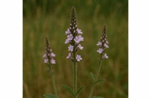 Verbena (Verbena officinalis): What It Does, How to Use It, Dosage, and Precautions Learn how verbena may support stress, mild sleep troubles, digestion, and inflammation, plus traditional uses, dosage, and important precautions.