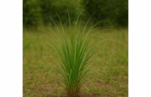 Learn how vetiver may support stress relief, sleep, and skin comfort, with traditional uses, practical dosing, and key safety precautions.