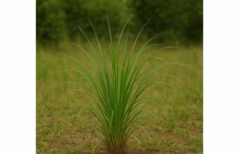 Vetiver (Vetiveria zizanoides): Stress Relief Benefits, Uses, Dosage, and Side Effects Learn how vetiver may support stress relief, sleep, and skin comfort, with traditional uses, practical dosing, and key safety precautions.