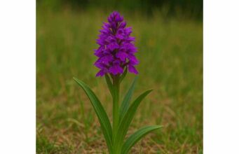 Vial Orchid (Vanilla × tahitensis): Key Ingredients, Wellness Benefits, and Dosage Discover Tahitian vanilla’s key compounds, calming aroma, antioxidant potential, practical uses, and safe ways to enjoy it in food and wellness.