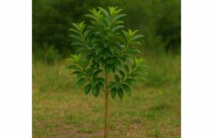 Explore Vial Tree’s traditional uses, active compounds, and potential antioxidant, anti-inflammatory, and antimicrobial benefits with key safety guidance.