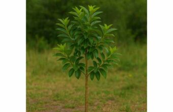 Vial Tree (Citharexylum spinosum): What It Is, Health Benefits, Uses, and Dosage Guidance Explore Vial Tree’s traditional uses, active compounds, and potential antioxidant, anti-inflammatory, and antimicrobial benefits with key safety guidance.