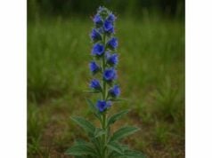 Viper’s Bugloss (Echium vulgare): Medicinal Properties, Traditional Remedies, and Precautions Explore Viper's Bugloss benefits for cough, wound care, and inflammation, plus key safety warnings, traditional uses, and why caution matters.