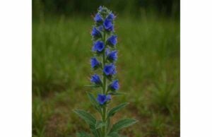 Explore Viper's Bugloss benefits for cough, wound care, and inflammation, plus key safety warnings, traditional uses, and why caution matters.