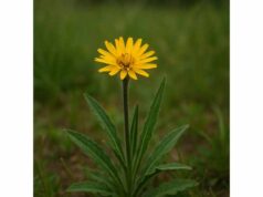 Learn how Viper's Grass supports gut health, digestion, appetite, and antioxidant intake, plus its nutrition, traditional uses, and side effects.