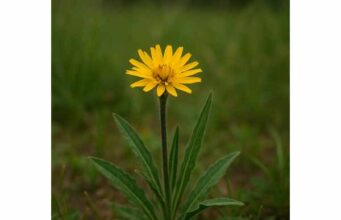 Learn how Viper's Grass supports gut health, digestion, appetite, and antioxidant intake, plus its nutrition, traditional uses, and side effects.