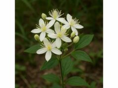 Learn Virgin's Bower uses, traditional skin and pain remedies, possible urinary support, and the key safety risks of this high-caution medicinal vine.