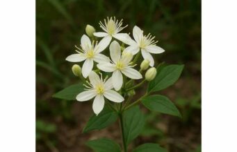 Learn Virgin's Bower uses, traditional skin and pain remedies, possible urinary support, and the key safety risks of this high-caution medicinal vine.