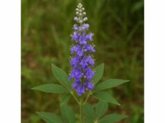 Learn how vitex may help PMS, cyclical breast tenderness, and hormone-related menstrual symptoms, plus safe dosing, timing, and key precautions.