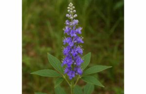 Learn how vitex may help PMS, cyclical breast tenderness, and hormone-related menstrual symptoms, plus safe dosing, timing, and key precautions.