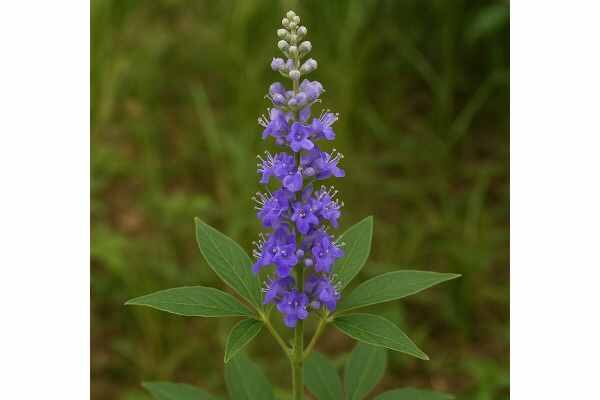 Vitex (Vitex agnus-castus): Hormonal Support, PMS Benefits, Dosage, and Safety Learn how vitex may help PMS, cyclical breast tenderness, and hormone-related menstrual symptoms, plus safe dosing, timing, and key precautions.