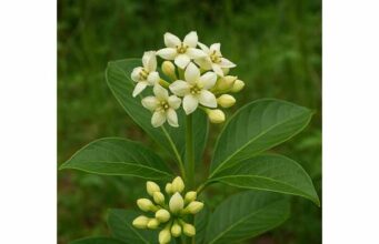 Explore Voacanga africana’s alkaloids, traditional medicinal uses, and serious side effects, including neuroactive, antiparasitic, and cardiac risks.