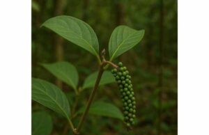 Discover voatsiperifery, Madagascar’s wild pepper, with antioxidant potential, gentle digestive warmth, culinary uses, and key safety tips.