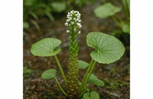 Discover wasabi’s benefits for brain health, digestion, and inflammation, plus key compounds, safe dosage ranges, and important side effects.