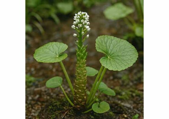 The Green Fire and the River of Life: Could Wasabi Be Your Heart's Next Ally?