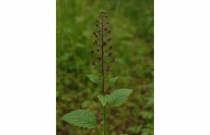 Explore Water Betony’s traditional uses for itchy, irritated skin and swollen tissues, plus dosage guidance, antioxidant activity, and safety tips.