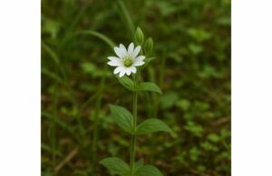 Learn what water chickweed is, its mild traditional uses for skin and soothing support, possible antioxidant benefits, and key safety precautions.