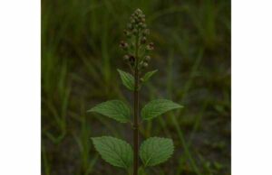 Explore Water Figwort’s traditional uses for irritated skin, swollen tissues, and inflammation, plus dosage guidance, benefits, and key safety tips.