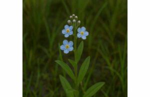 Learn about Water Forget-Me-Not’s traditional respiratory and inflammation uses, active compounds, possible benefits, and key liver safety concerns.