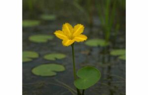 Explore water fringe’s potential skin, wound, and antioxidant benefits, traditional urinary uses, and the safety issues that matter most.