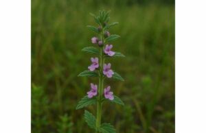 Learn about water germander’s traditional digestive and skin uses, antifungal potential, active compounds, and why liver safety requires serious caution.