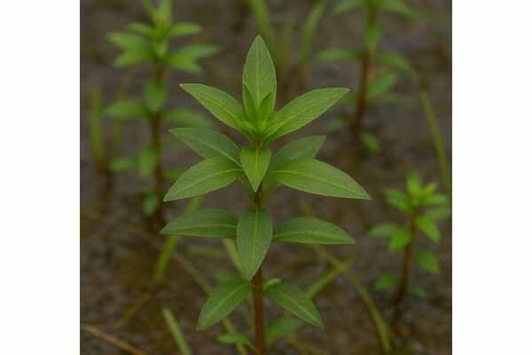 Water Starwort (Callitriche stagnalis): Key Ingredients, Urinary Uses, Dosage, and Safety Guide Water starwort (Callitriche stagnalis) overview: potential antioxidant and mild diuretic effects, urinary uses, risks, dosage limits, and safety tips.