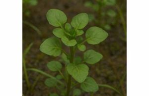 Discover watercress benefits, nutrients, antioxidant support, medicinal uses, serving tips, and key safety concerns for everyday healthy eating.