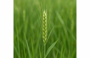 Explore wheatgrass benefits, key nutrients, common uses, dosage, and safety, including antioxidant support and what the research really shows.