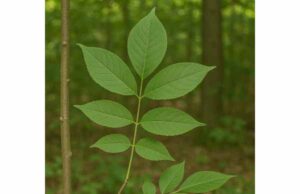 Learn white ash traditional uses, potential anti-inflammatory and antioxidant benefits, topical applications, and key safety precautions.