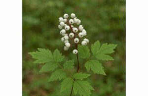 White baneberry overview: traditional uses, root chemistry, potential medicinal properties, toxicity risks, and why safe modern use is not advised.