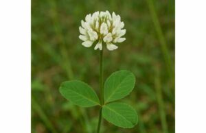 White clover benefits include antioxidant support, traditional skin and respiratory uses, hormone-related cautions, and practical safety tips.