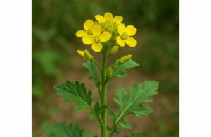 White mustard supports digestion and traditional warming topical uses, with antimicrobial potential, dosage tips, and important safety cautions.