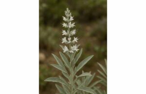White Sage (Salvia apiana): Medicinal Benefits, Active Compounds, and Safe Use Guide White sage benefits include throat soothing, mild digestive support, antioxidant activity, and key safety tips for respectful, careful use.