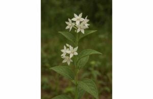White Swallowwort (Vincetoxicum hirundinaria) Benefits, Key Ingredients, Toxicity, and Dosage Warnings White swallowwort has a toxic herbal history with expectorant and antimicrobial potential, but limited evidence, no safe self-dose, and serious safety warnings.