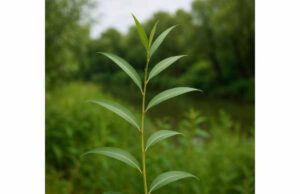 White Willow (Salix alba) Benefits, Key Ingredients, Pain Relief, and Safety White willow bark may help ease back pain, joint discomfort, and inflammation, with salicin-based support and important safety precautions.