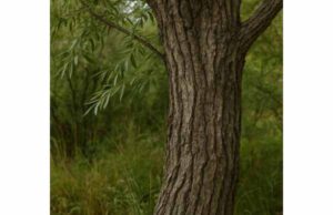 Willow Bark (Salix spp.): Pain Relief Benefits, Active Compounds, and Side Effects Learn willow bark benefits, salicin content, pain relief uses, dosage, and key side effects for back pain, joint discomfort, and inflammation.