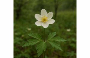 Windflower (Anemone nemorosa): Traditional Uses, Potential Benefits, Toxicity, and Precautions Learn windflower’s traditional uses, possible anti-inflammatory and antispasmodic benefits, and the serious toxicity risks you should know.