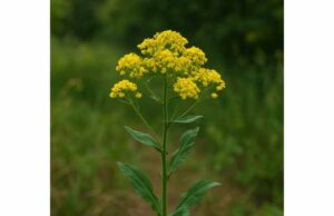 Woad (Isatis tinctoria): Anti-Inflammatory Benefits, Skin Uses, Dosage, and Safety Explore woad’s anti-inflammatory and skin-supporting benefits, key compounds, traditional uses, dosage limits, and important safety precautions.