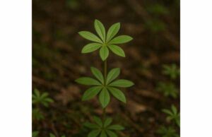 Woodruff (Galium odoratum) Benefits for Relaxation, Digestion, Topical Use, and Safe Dosing Learn woodruff benefits for relaxation, digestion, and skin soothing, plus coumarin safety, dosage limits, and who should avoid this fragrant herb.