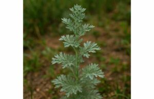 Wormwood (Artemisia absinthium) Benefits, Key Ingredients, Digestive Uses, and Safety Learn wormwood benefits for appetite, digestion, and mild stomach discomfort, plus key compounds, dosage guidance, and essential safety precautions.