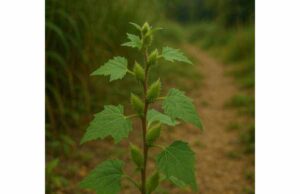 Learn how Xanthium may help rhinitis and nasal congestion, plus key benefits, dosage guidance, and safety tips for cautious use.