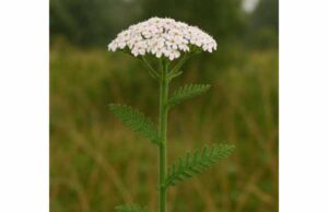 Learn how yarrow may support digestion, menstrual cramp relief, and minor wound care, with practical dosage tips, uses, and key safety precautions.