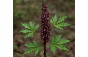 Learn how yellowroot may support digestion and sore throat relief, with traditional uses, dosage guidance, berberine insights, and key safety cautions.