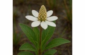 Explore yerba mansa for respiratory support, skin care, mucous membrane comfort, traditional uses, and important safety considerations.