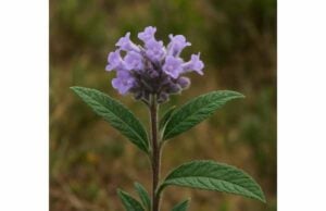 Learn how yerba santa may support coughs, chest congestion, and throat comfort, with traditional uses, dosage guidance, and important safety tips.